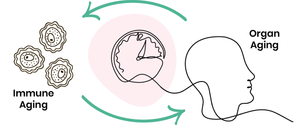 icon-organ-and-immune-aging