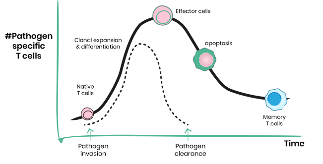 icon-pathogen-specific-t-cells